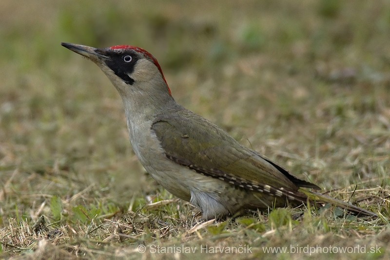 Eurasian Green Woodpecker (Eurasian) - ML204392351