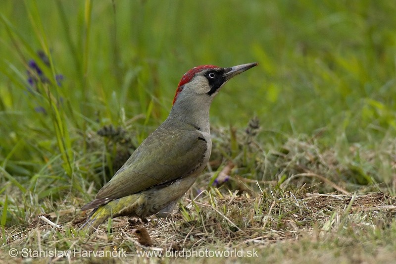 Eurasian Green Woodpecker (Eurasian) - ML204392361