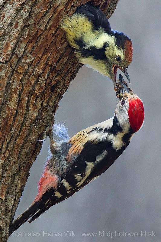 Middle Spotted Woodpecker - ML204392381