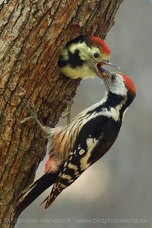 Middle Spotted Woodpecker - Stanislav Harvančík