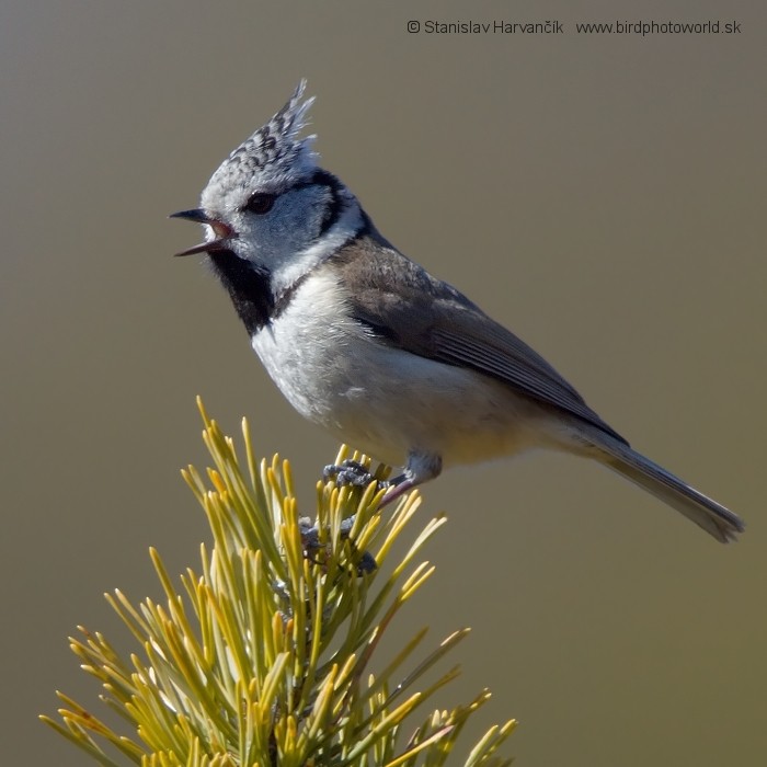 Crested Tit - ML204392631
