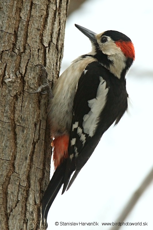 Syrian Woodpecker - Stanislav Harvančík