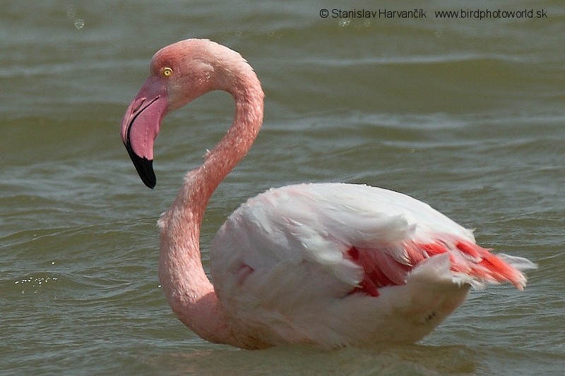 Greater Flamingo - ML204393461