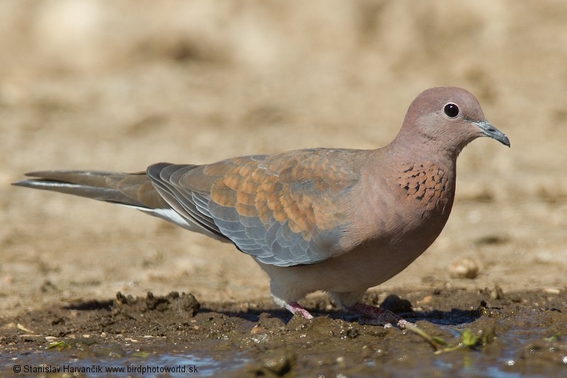 Laughing Dove - ML204394021