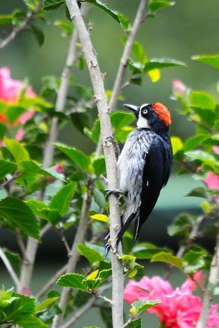 Acorn Woodpecker - Jacques Erard