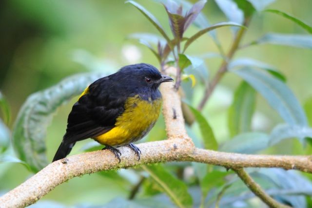 Black-and-yellow Silky-flycatcher - ML204394311