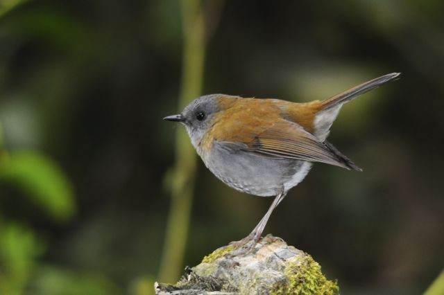 Black-billed Nightingale-Thrush - Jacques Erard