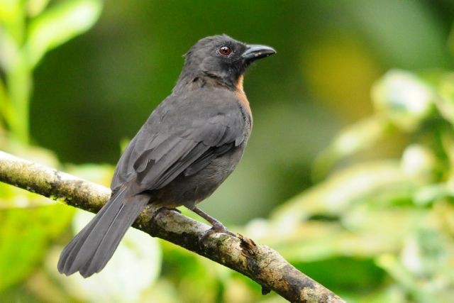 Black-cheeked Ant-Tanager - Jacques Erard