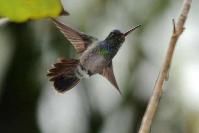 Charming Hummingbird - Jacques Erard