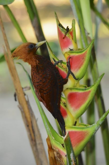 Chestnut-colored Woodpecker - ML204394481