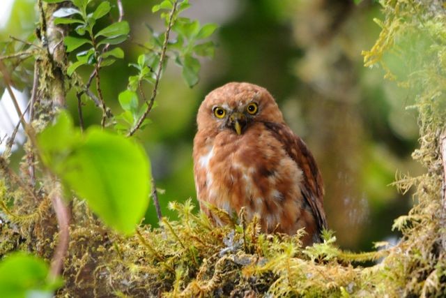 Costa Rican Pygmy-Owl - ML204394581