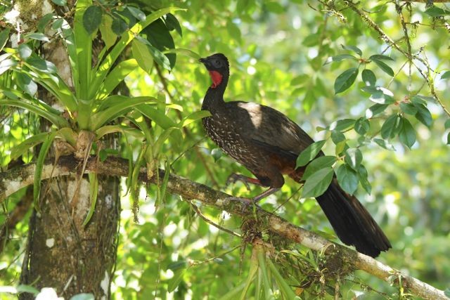 Crested Guan - ML204394591