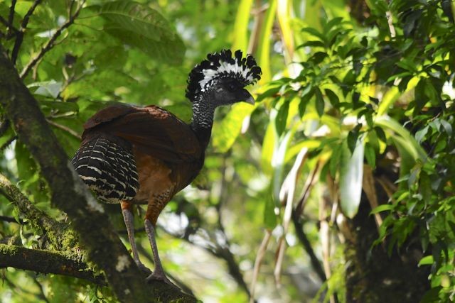 Great Curassow - Jacques Erard