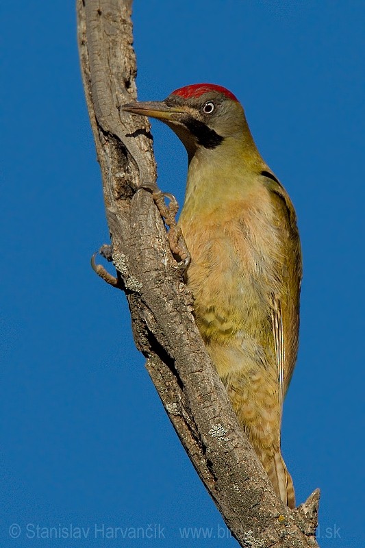 Levaillant's Woodpecker - ML204395151