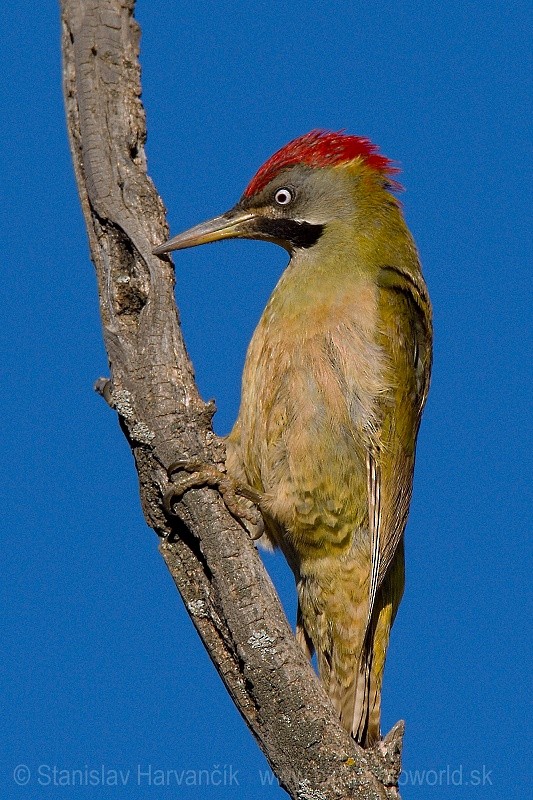 Levaillant's Woodpecker - Stanislav Harvančík