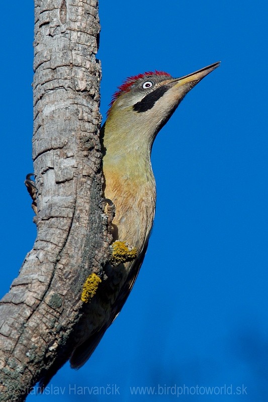 Levaillant's Woodpecker - ML204395171