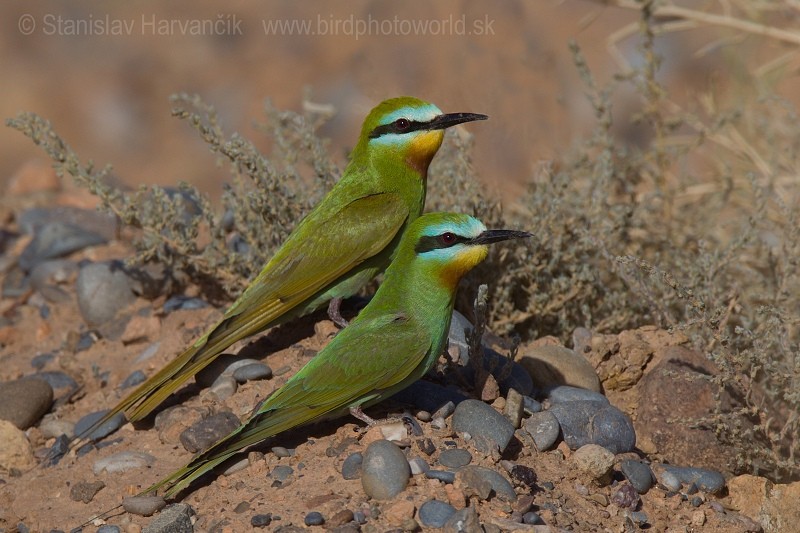 Blue-cheeked Bee-eater - ML204395261