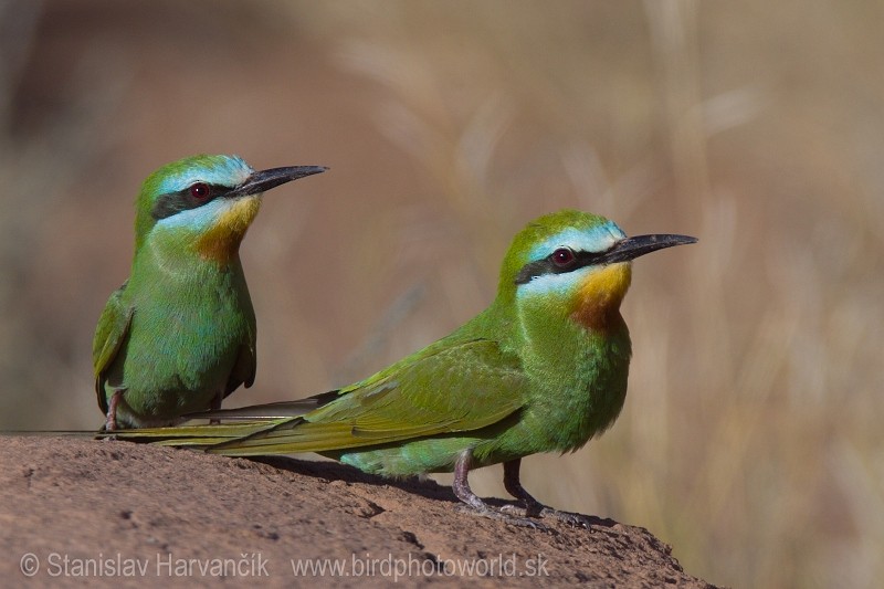 Blue-cheeked Bee-eater - ML204395271