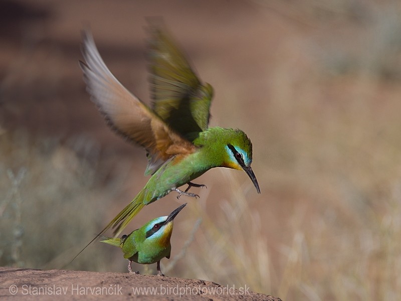 Blue-cheeked Bee-eater - ML204395281