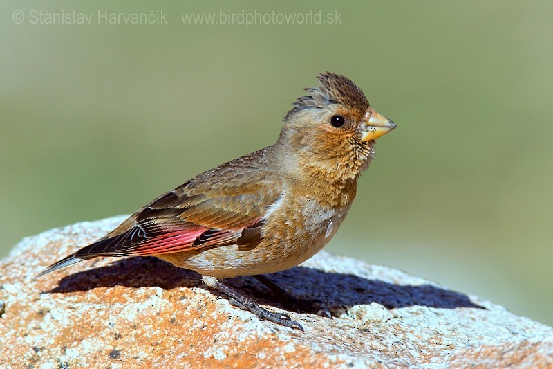 Crimson-winged Finch (African) - Stanislav Harvančík