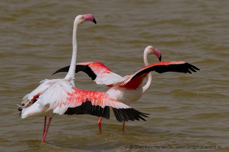 Greater Flamingo - ML204395571