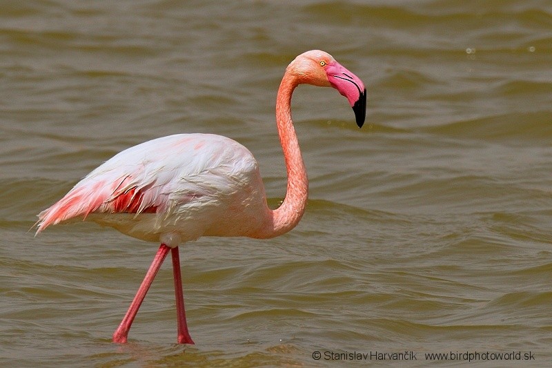 Greater Flamingo - ML204395581