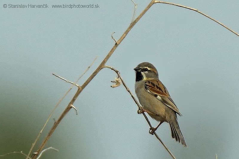 Dead Sea Sparrow (Dead Sea) - ML204395761