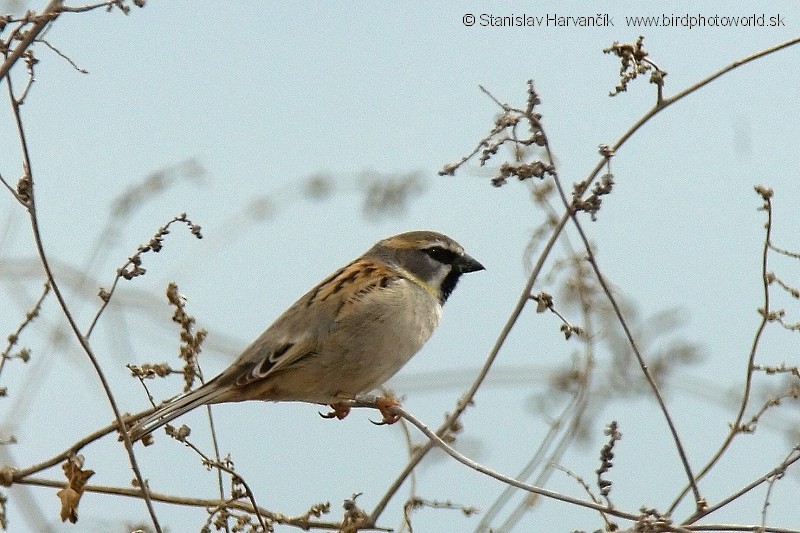 Dead Sea Sparrow (Dead Sea) - ML204395771