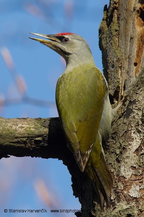 Gray-headed Woodpecker (Gray-headed) - Stanislav Harvančík