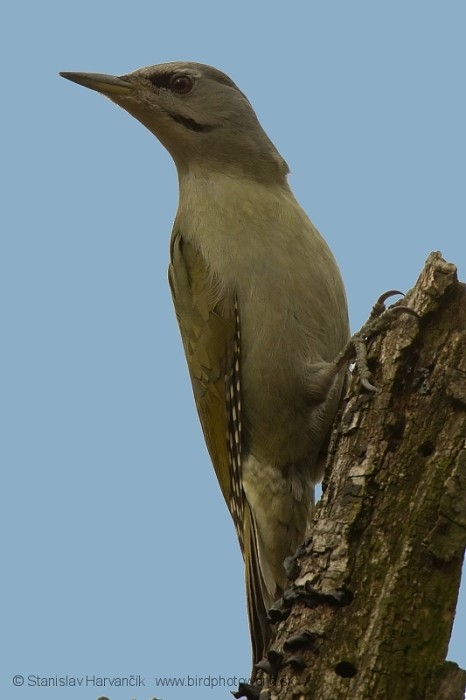 Gray-headed Woodpecker (Gray-headed) - Stanislav Harvančík