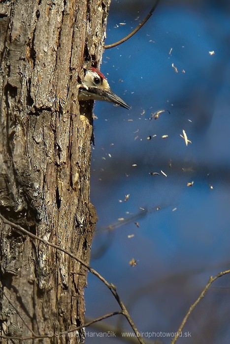 White-backed Woodpecker (White-backed) - Stanislav Harvančík
