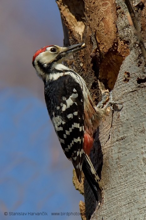 White-backed Woodpecker (White-backed) - ML204395981
