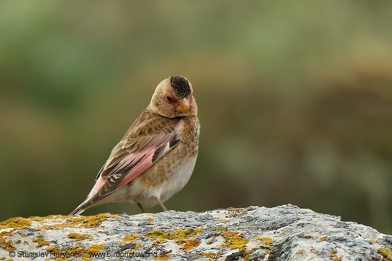 Crimson-winged Finch (Eurasian) - ML204396391
