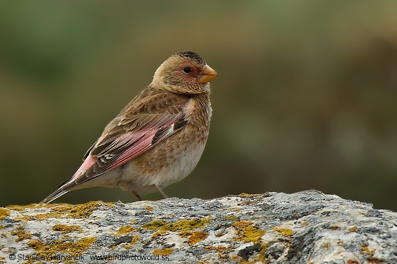 Crimson-winged Finch (Eurasian) - ML204396401