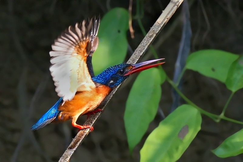 Blue-eared Kingfisher - ML204396861