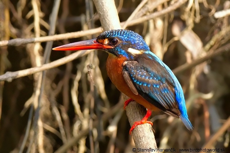 Blue-eared Kingfisher - ML204396871