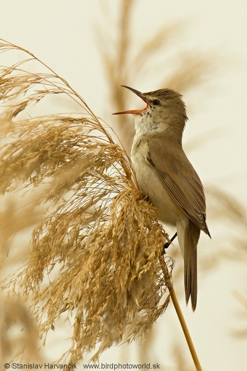 チュウヨシキリ Brunnescens グループ Ebird