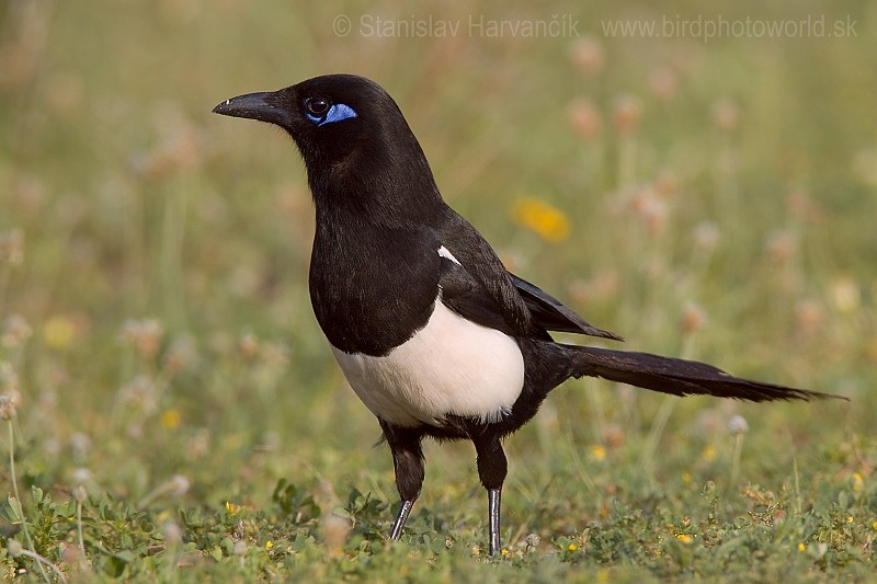 Maghreb Magpie - ML204397691