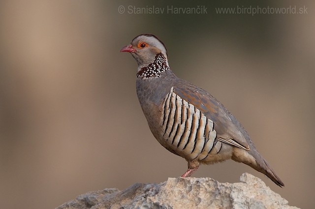 Barbary Partridge Ebird