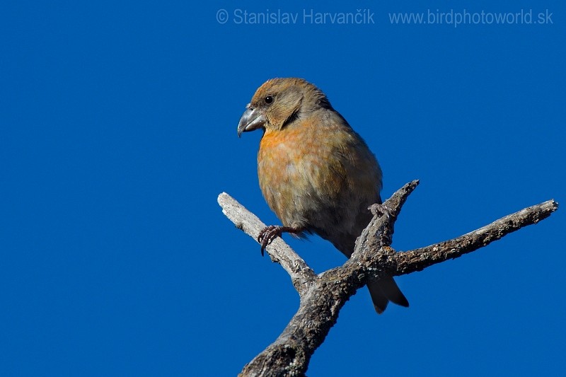 Red Crossbill (North African) - ML204398121