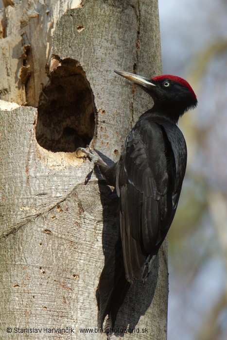 Black Woodpecker - Stanislav Harvančík