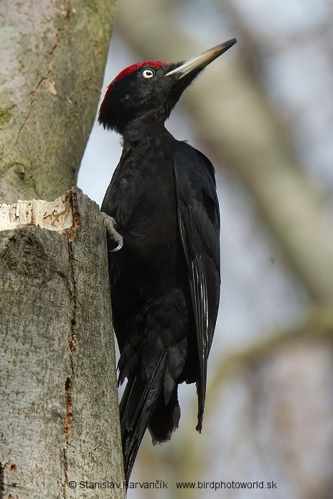 Black Woodpecker - Stanislav Harvančík
