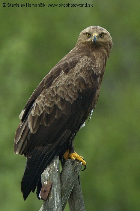 Lesser Spotted Eagle - Stanislav Harvančík