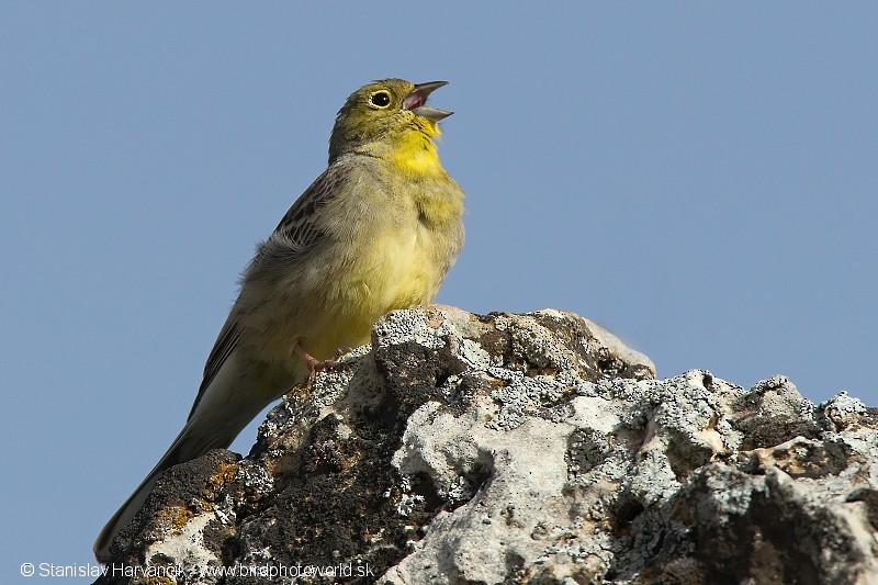 Cinereous Bunting (Yellow-bellied) - ML204399241