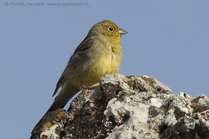Cinereous Bunting (Yellow-bellied) - ML204399251