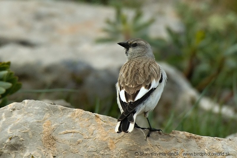 White-winged Snowfinch - ML204399301