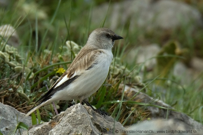 White-winged Snowfinch - ML204399311