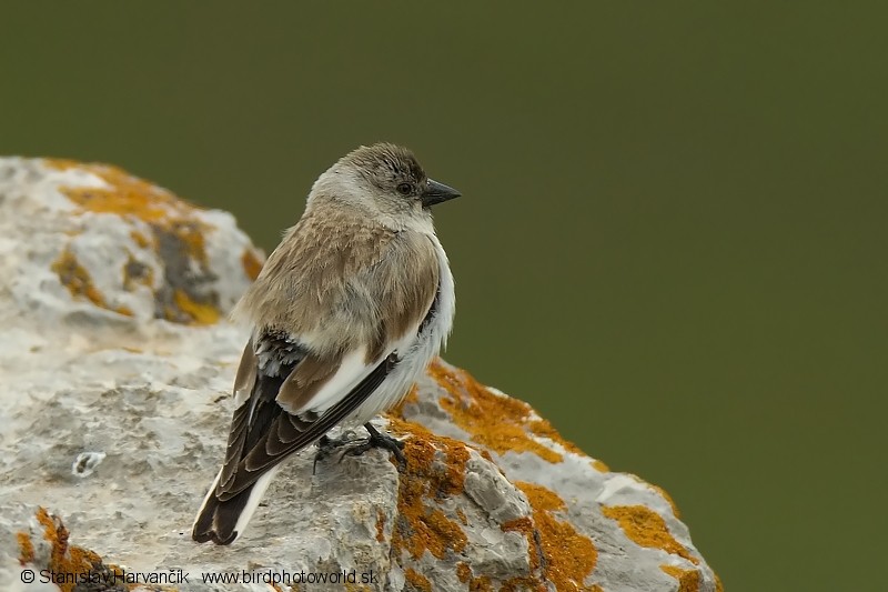 White-winged Snowfinch - ML204399321
