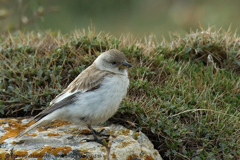 White-winged Snowfinch - ML204399331