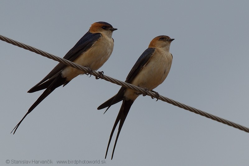 Red-rumped Swallow (Red-rumped) - ML204399521